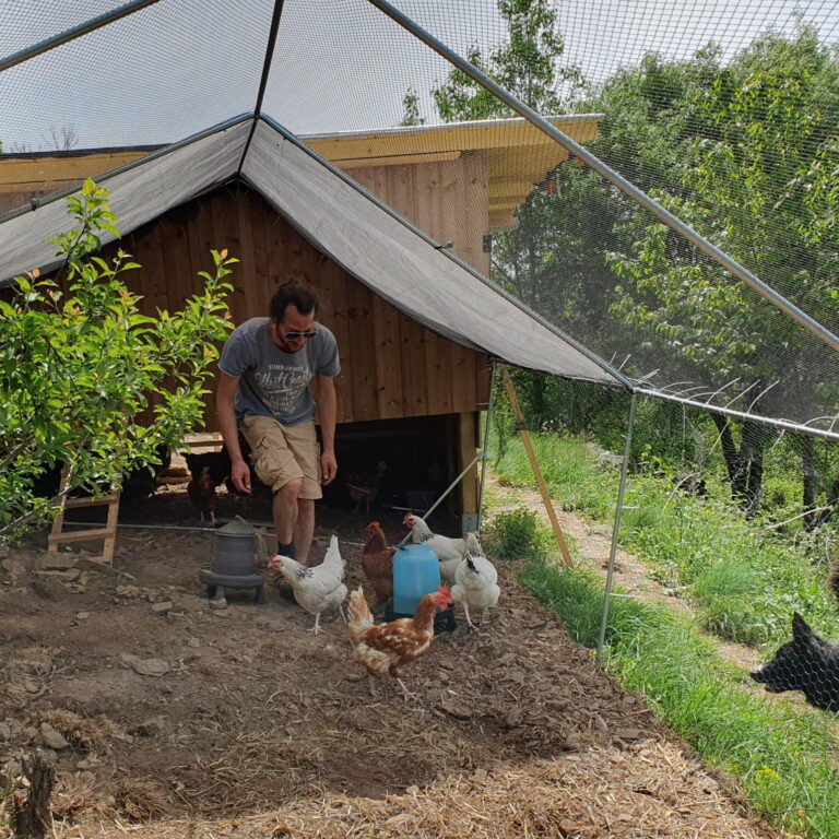 Arrivée des poules