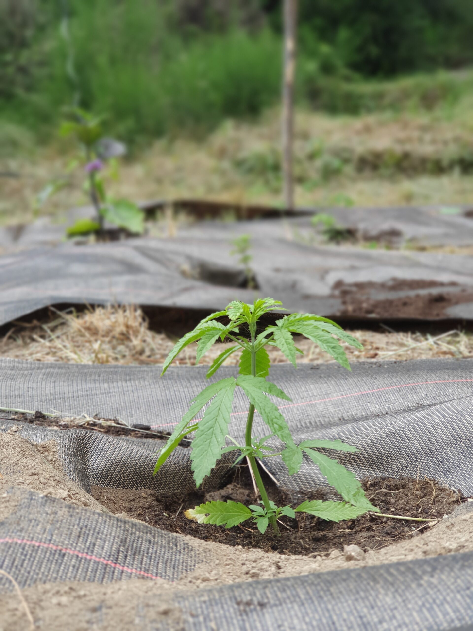 plantation en extérieur 2