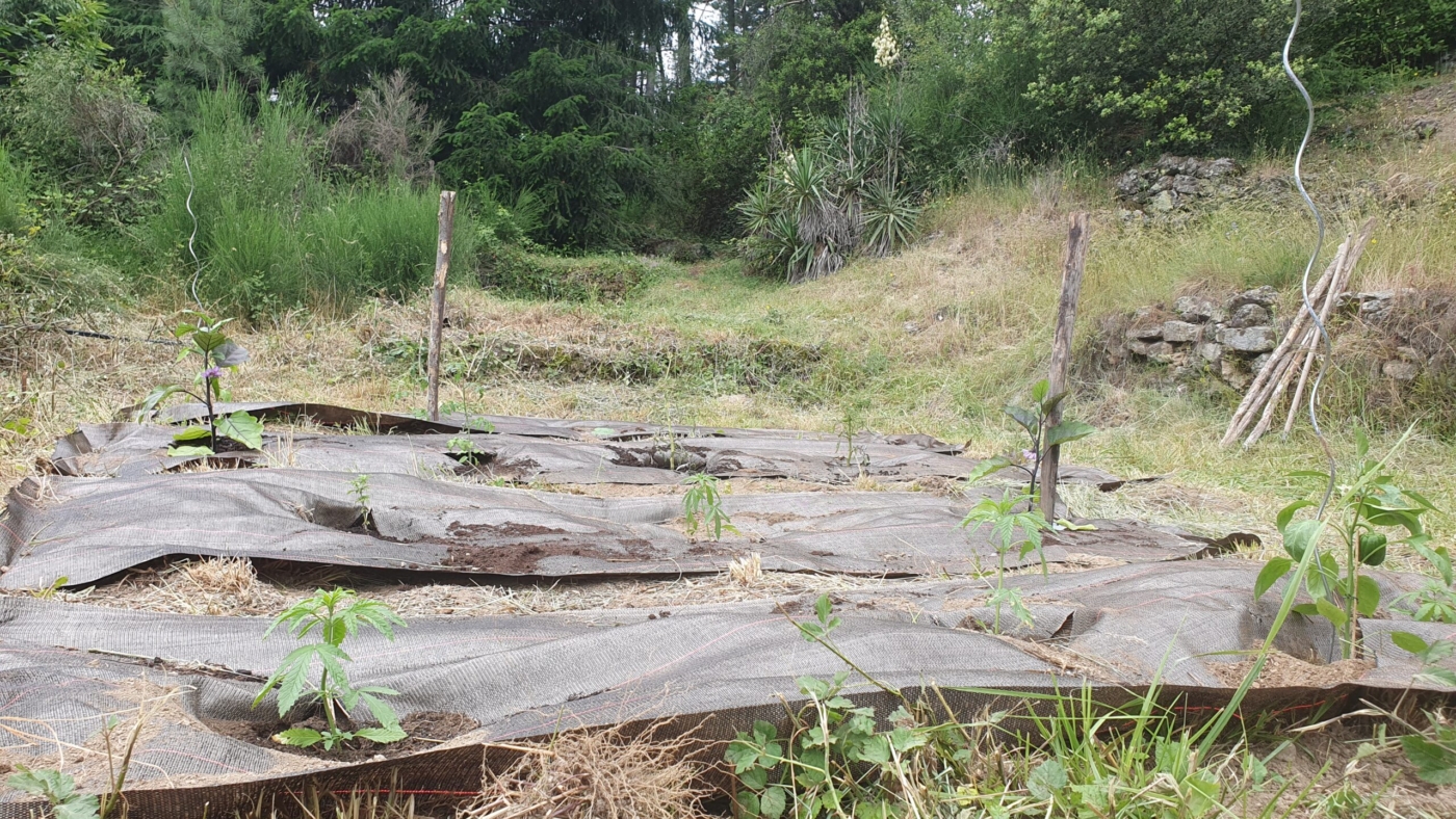 plantation en extérieur