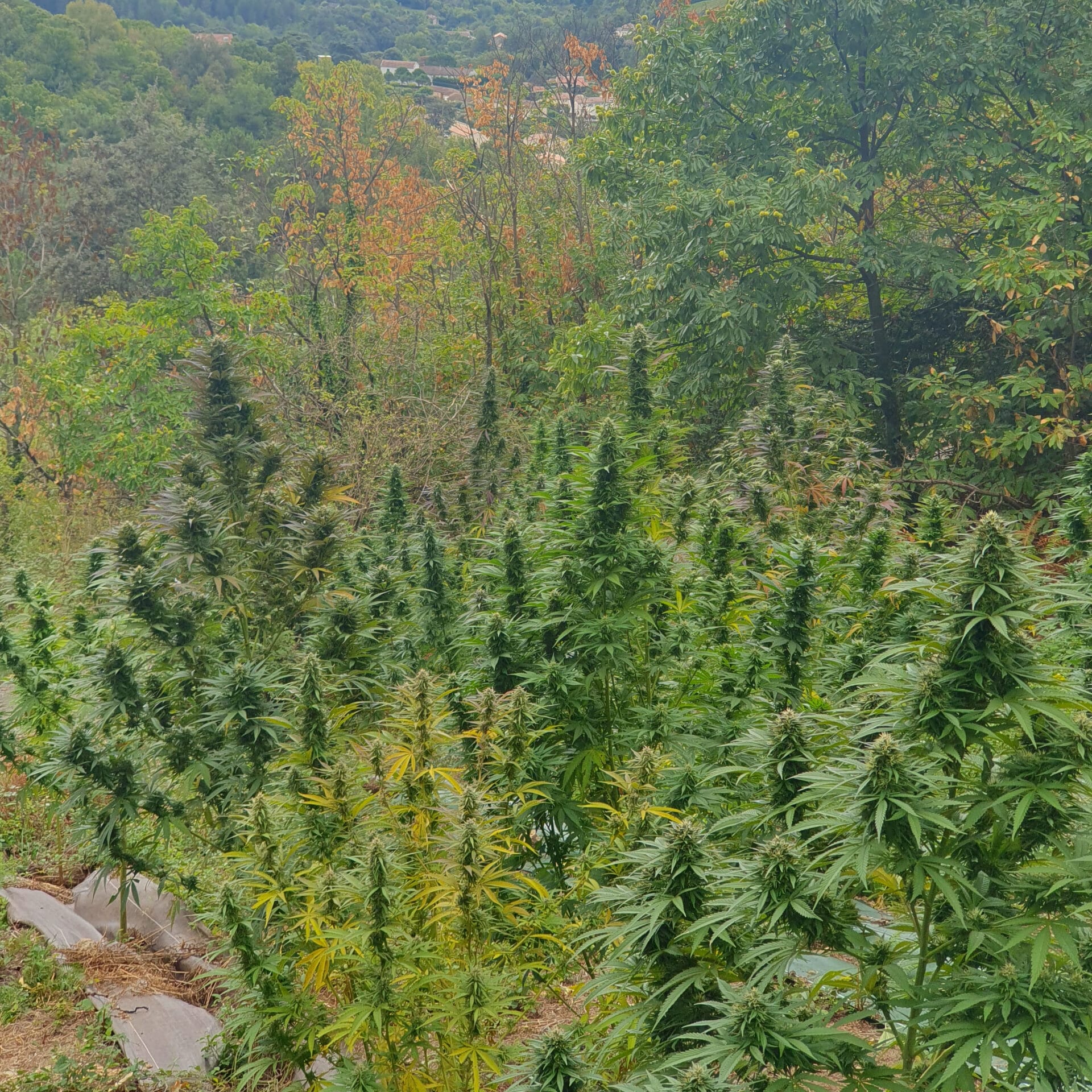 culture du chanvre extérieur 2025