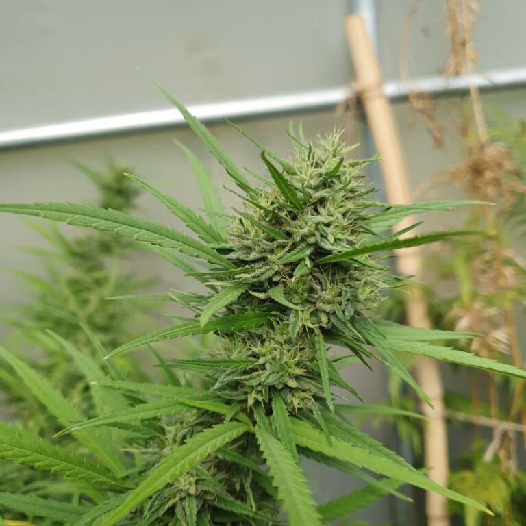 fleur de chanvre 2025