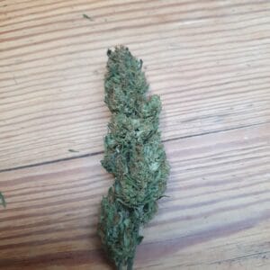 Fleur de Arizona Dream manucurée