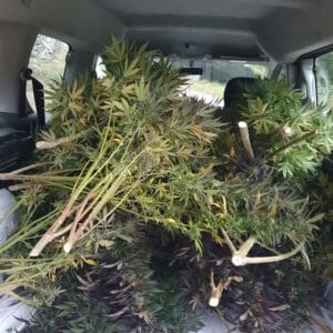 Transport des plantes en Berlingo